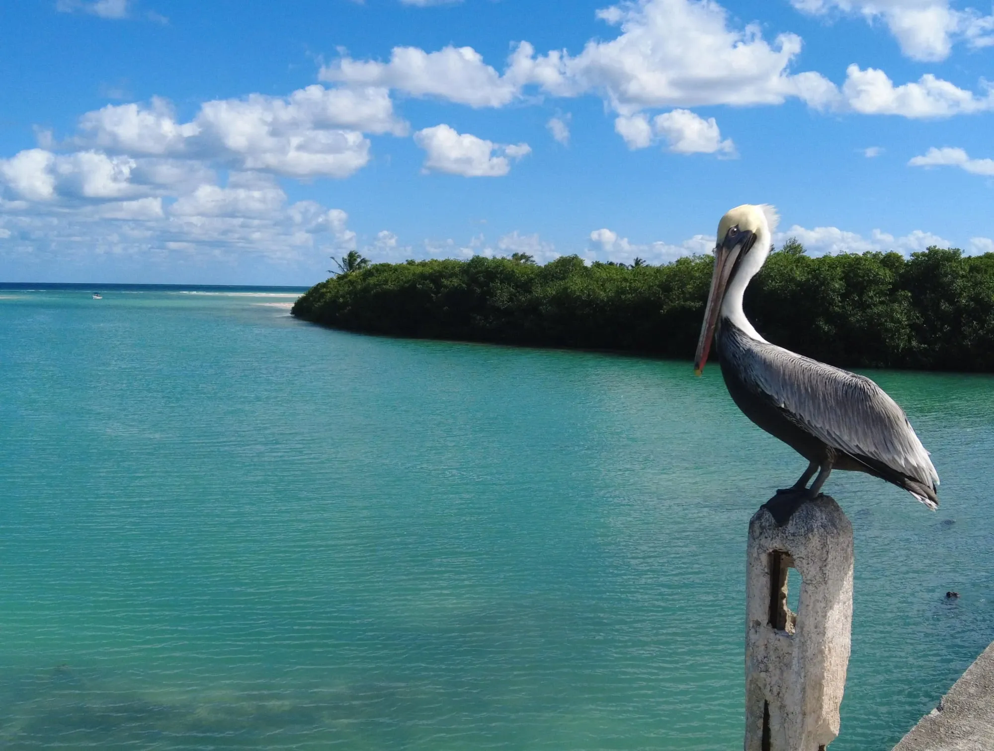 Pelícano posado sobre un poste en el manglar